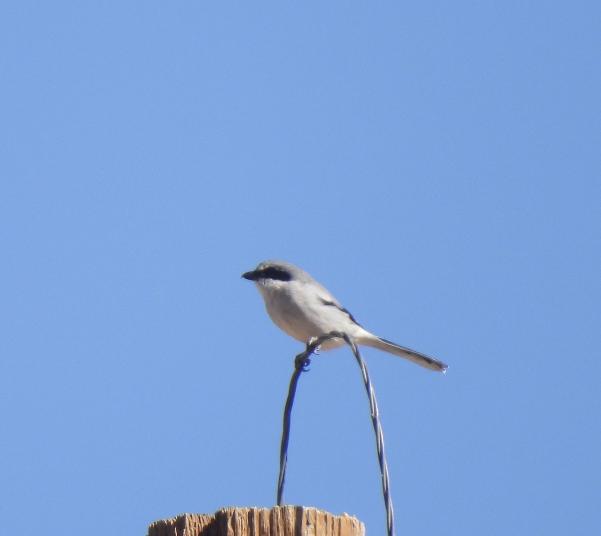 Loggerhead Shrike - ML609870264