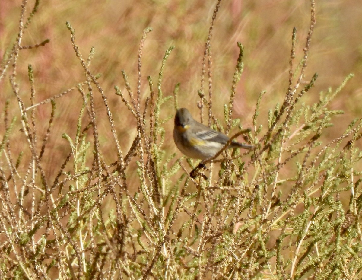 Yellow-rumped Warbler - ML609870309