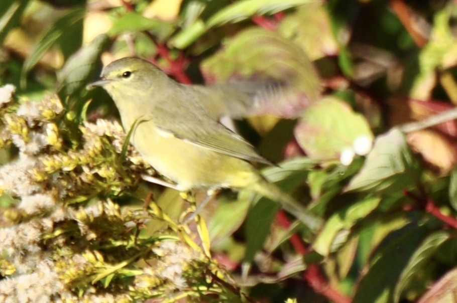 Orange-crowned Warbler - ML609870580