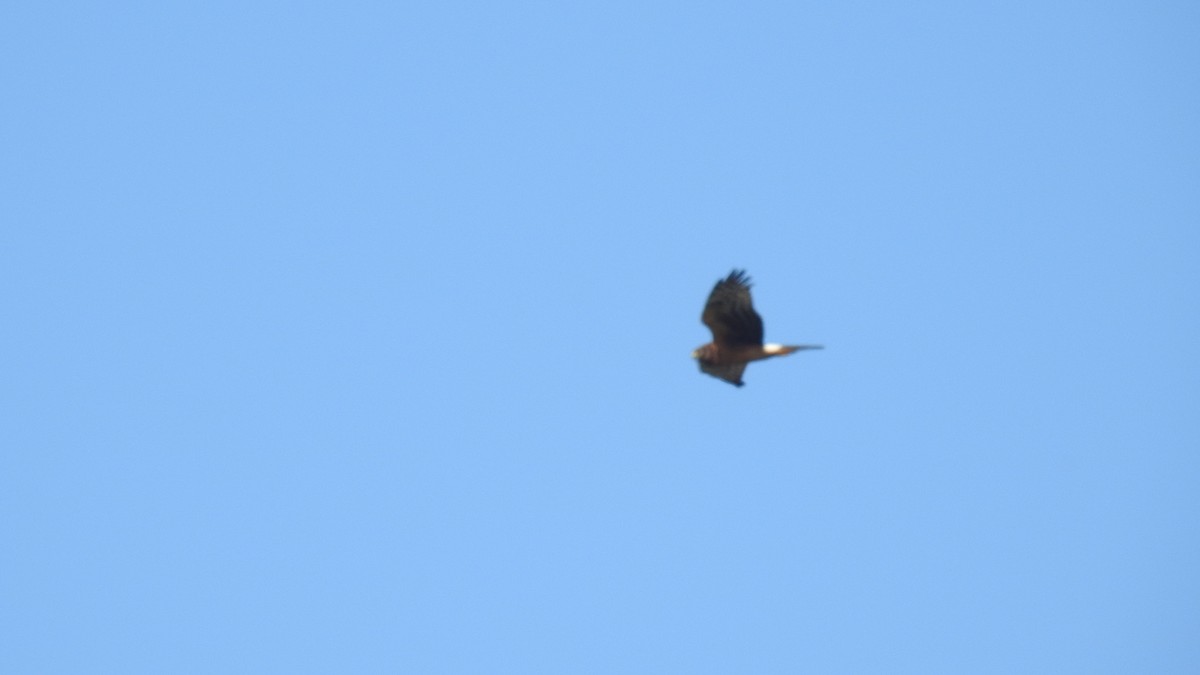 Northern Harrier - ML609870631