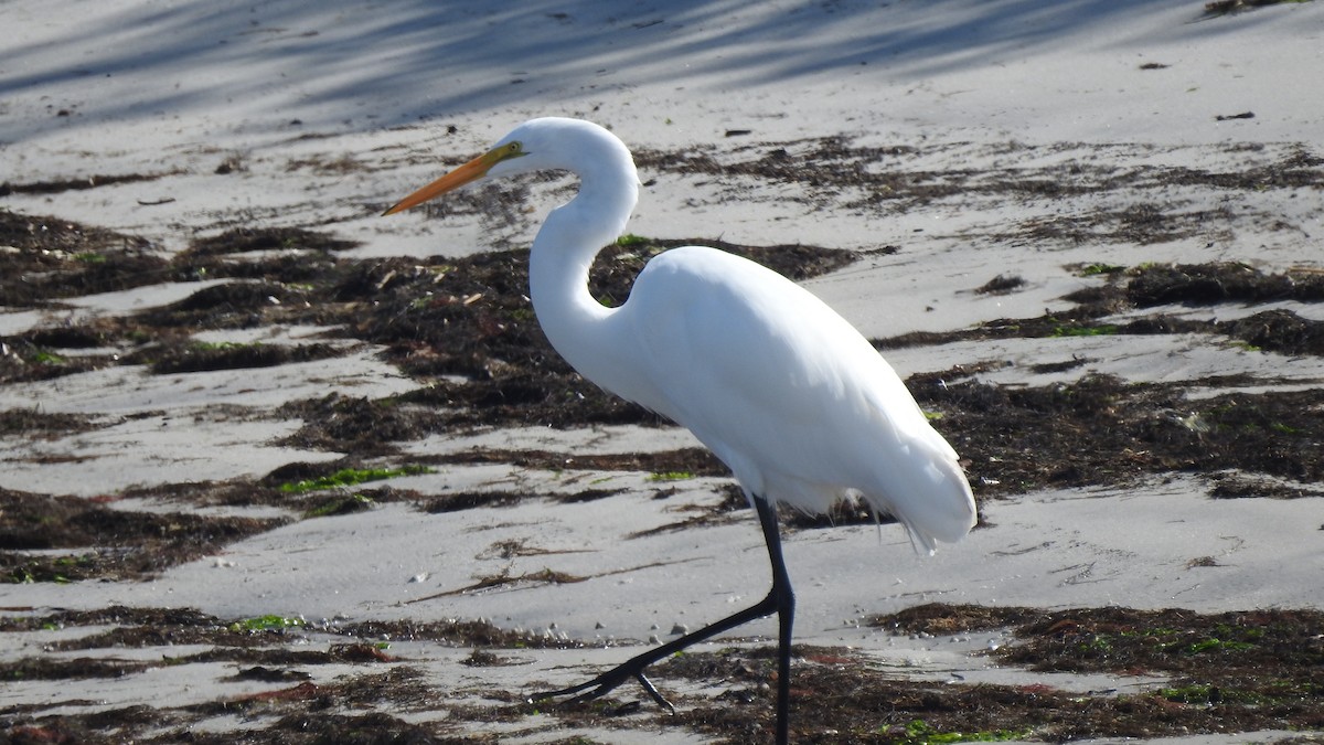 Great Egret - ML609870704