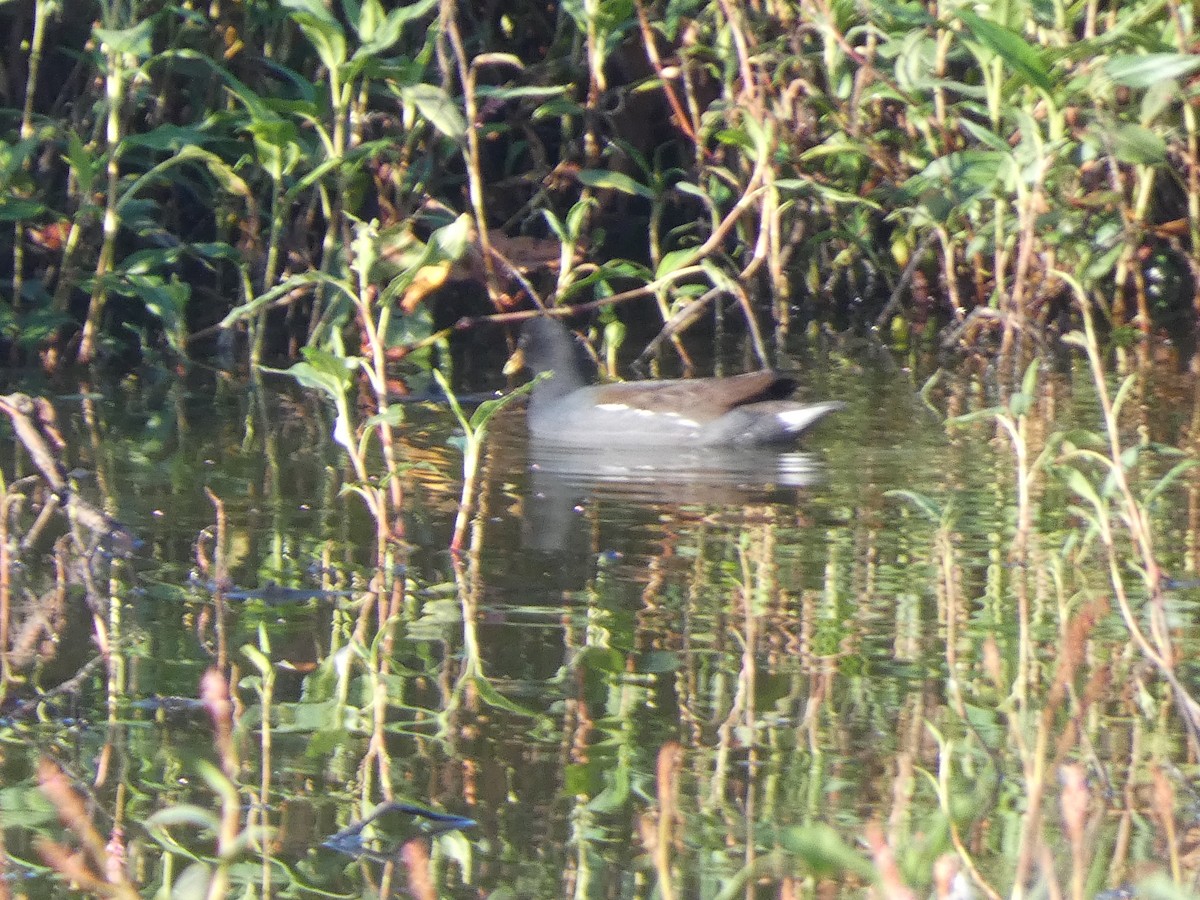 Common Gallinule - ML609870748