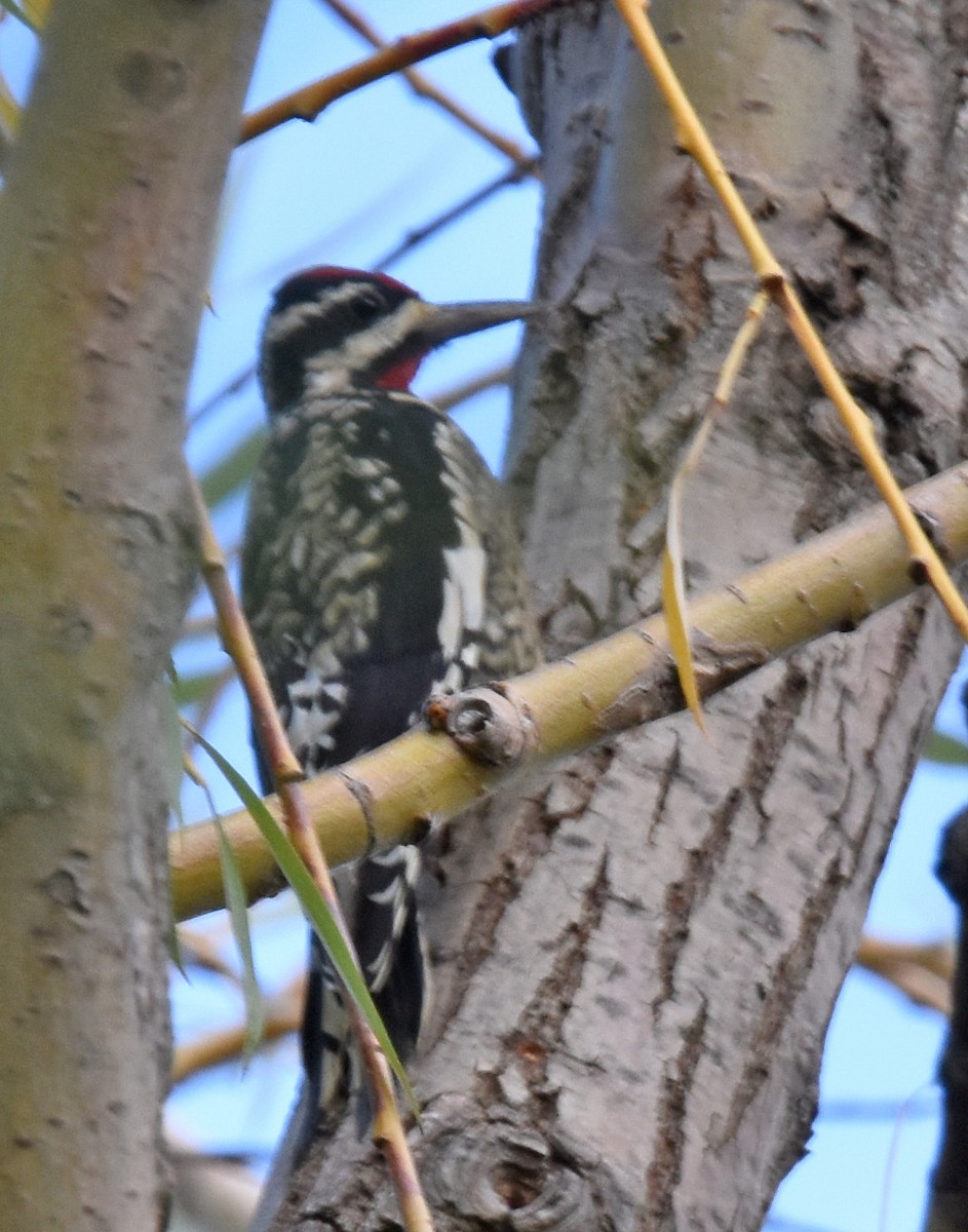 Yellow-bellied Sapsucker - ML609870843