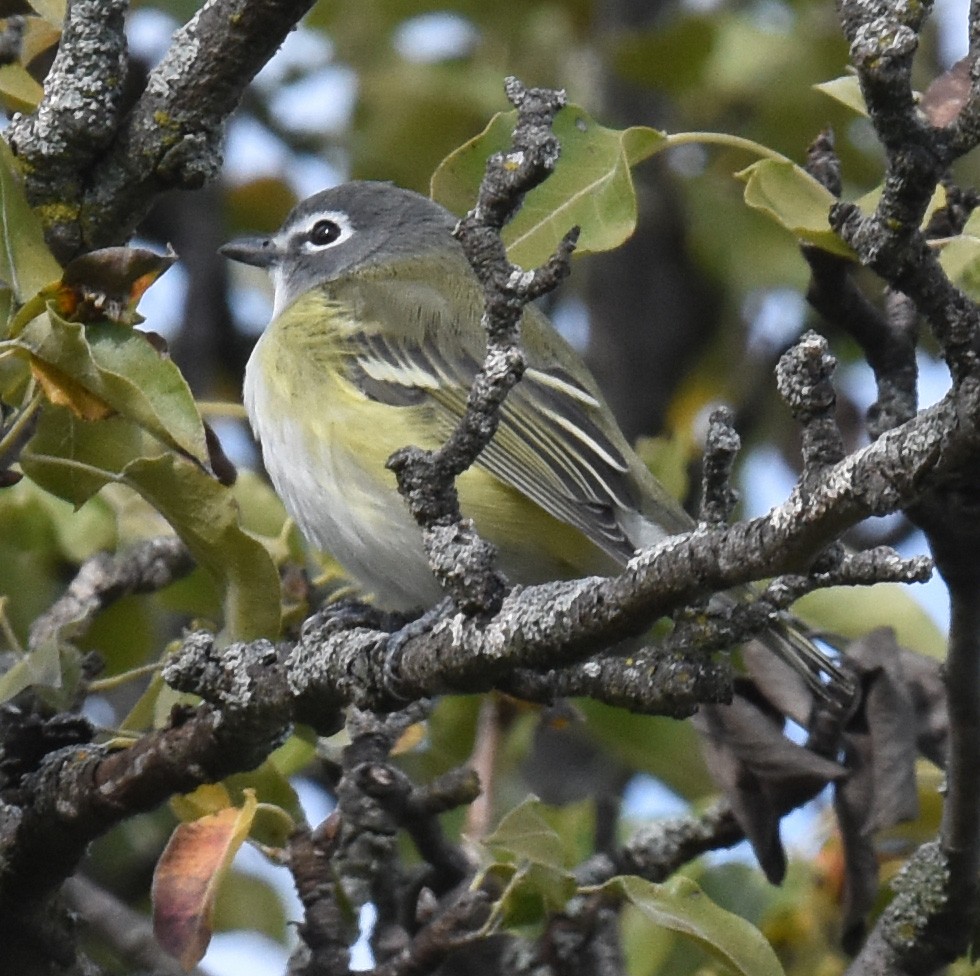 Blue-headed Vireo - ML609870853