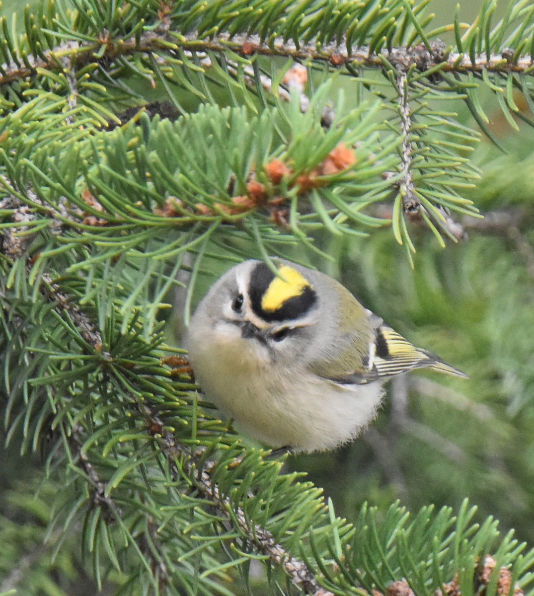 Golden-crowned Kinglet - ML609870859