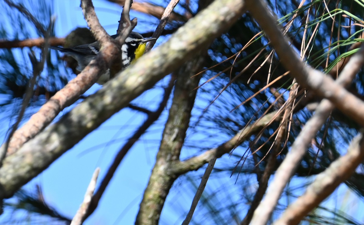 Yellow-throated Warbler - Rob Bielawski