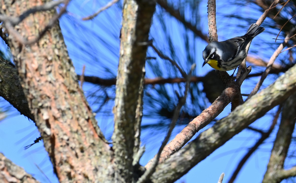 Yellow-throated Warbler - ML609870972