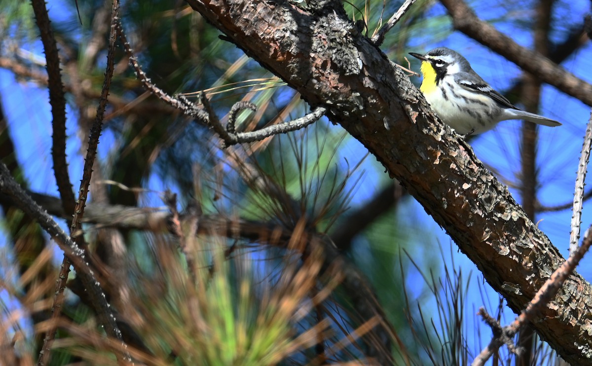 Yellow-throated Warbler - Rob Bielawski