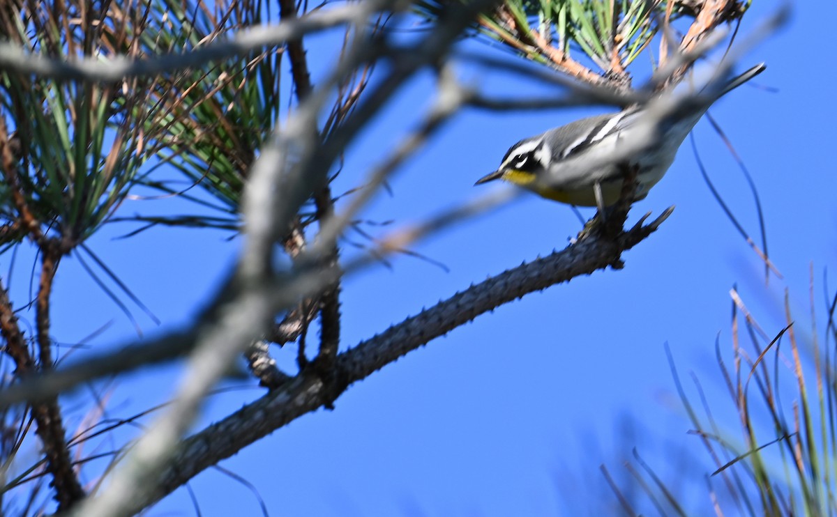 Yellow-throated Warbler - Rob Bielawski