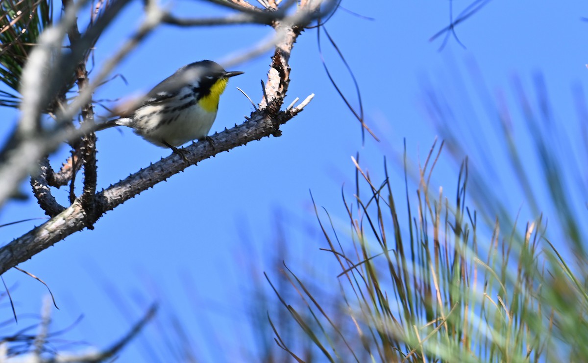 Yellow-throated Warbler - ML609871005