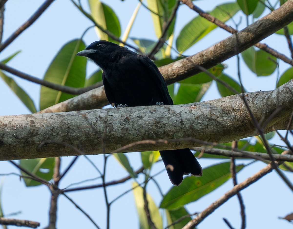 Purple-throated Fruitcrow - Julie Davis