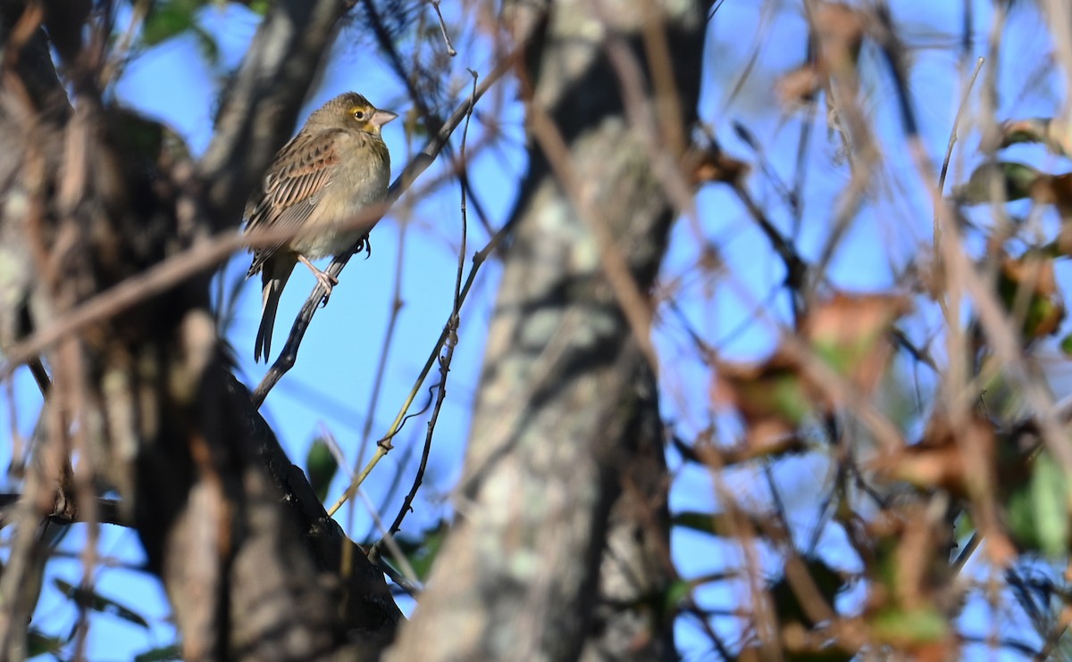 Dickcissel - ML609871132