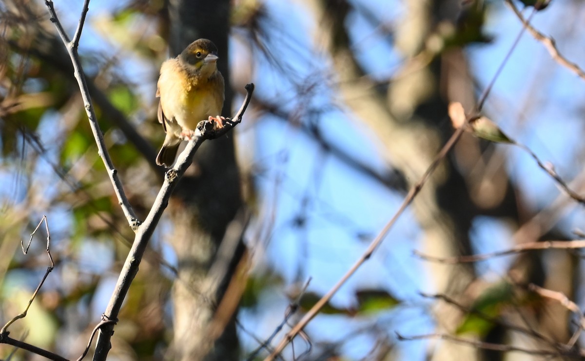 Dickcissel - ML609871144