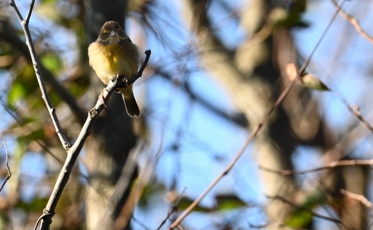 Dickcissel - ML609871152