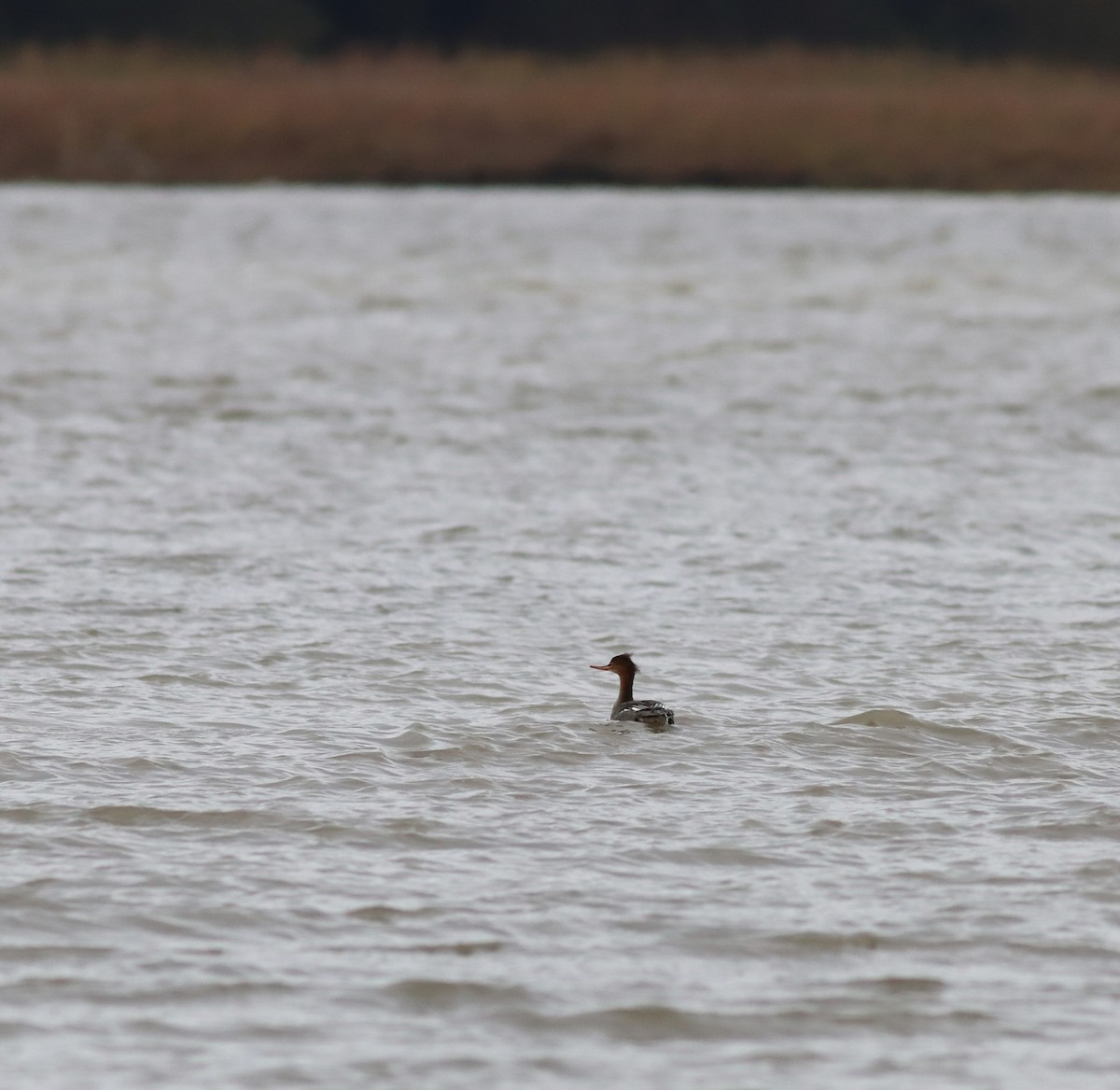 Red-breasted Merganser - Gilles Garant