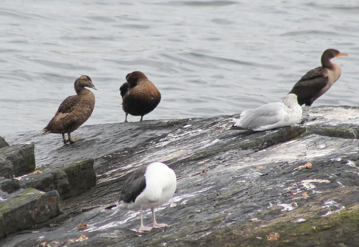 Common Eider - ML609871312