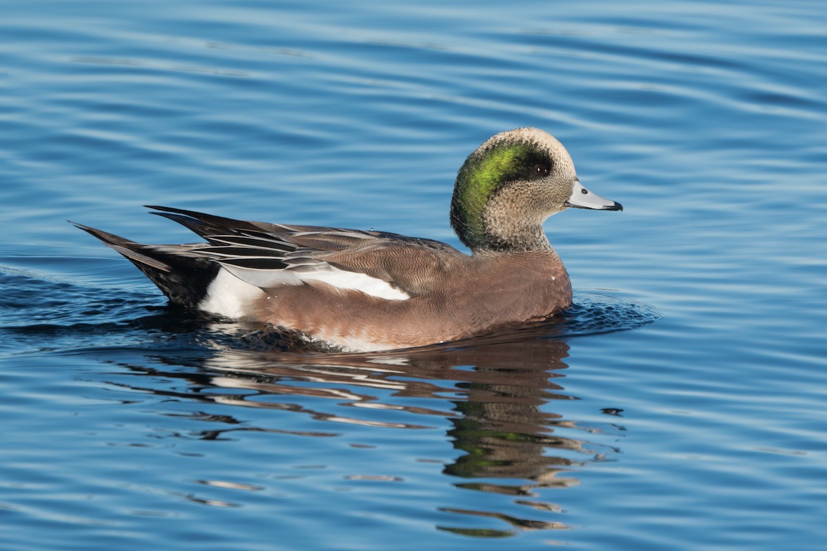 American Wigeon - ML609871380