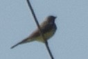 Western Kingbird - ML609871552