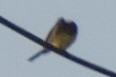 Western Kingbird - ML609871553