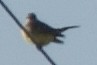 Western Kingbird - ML609871554