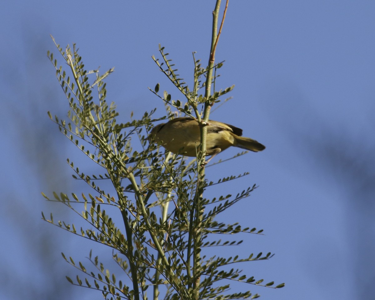 Yellow Warbler - Mickey Dyke