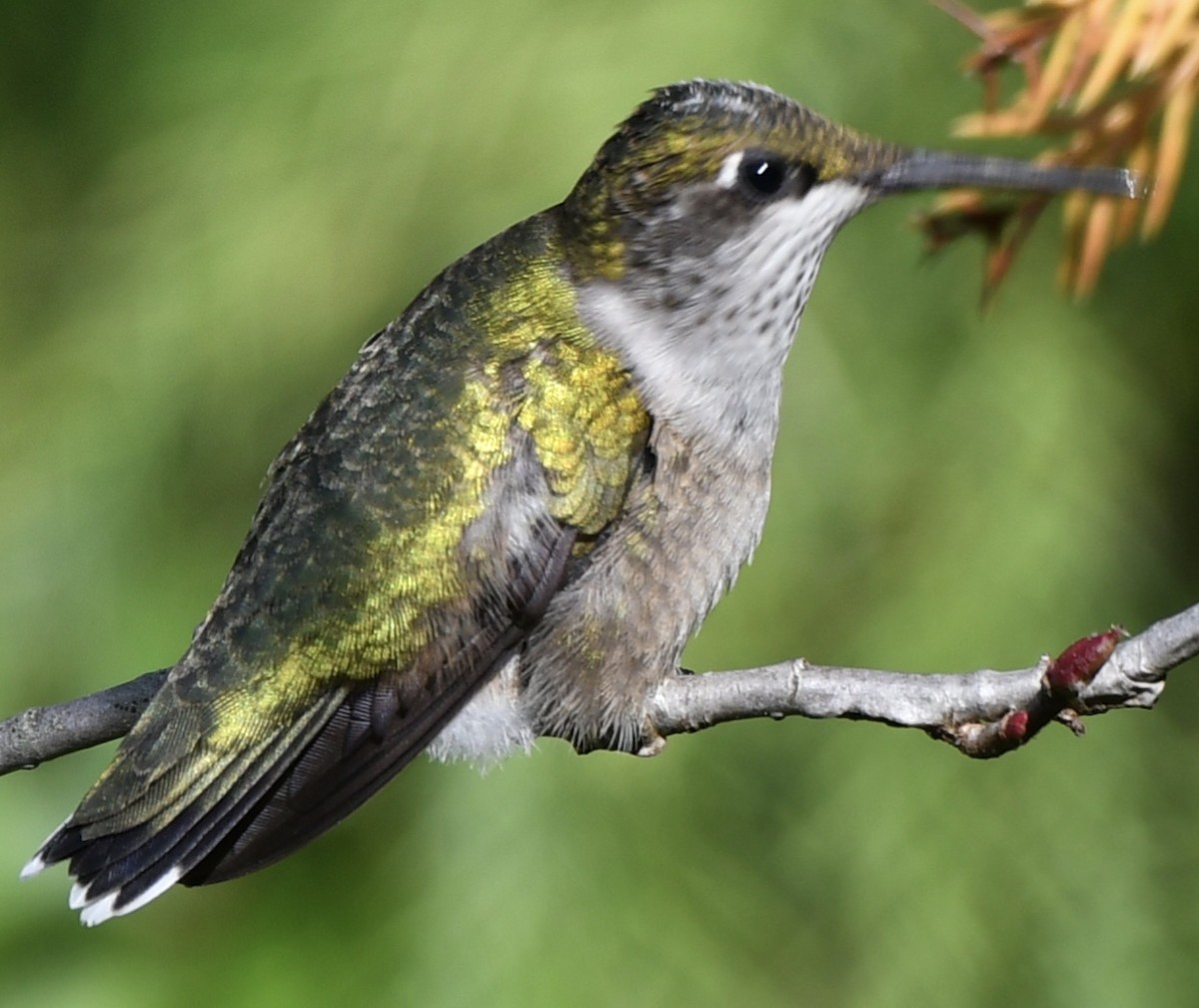 Ruby-throated Hummingbird - Alissa Kegelman