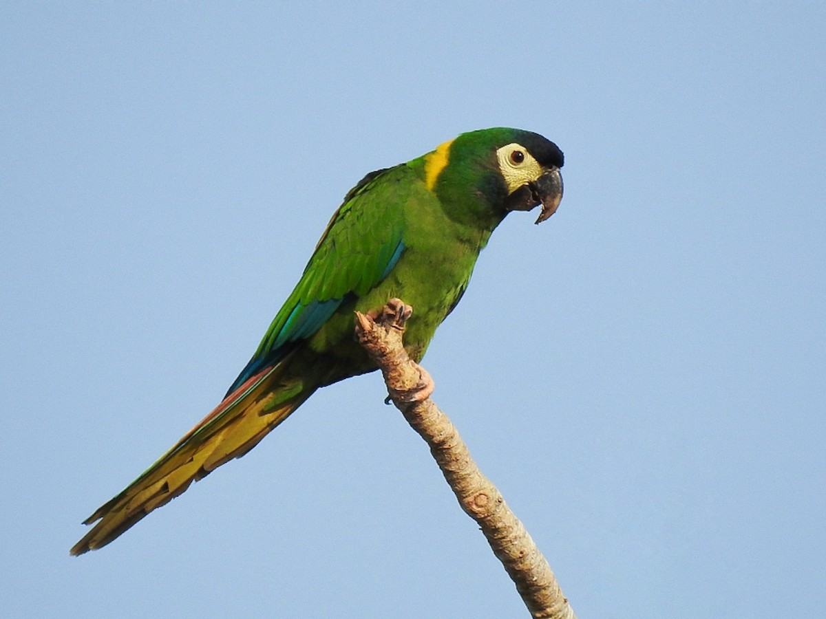 Yellow-collared Macaw - Àlex Giménez