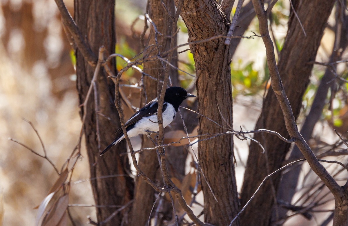 Hooded Robin - ML609871854