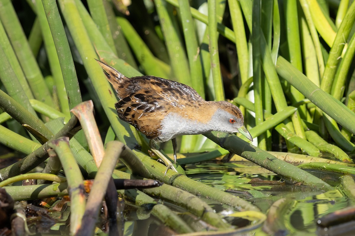 Baillon's Crake - ML609871861