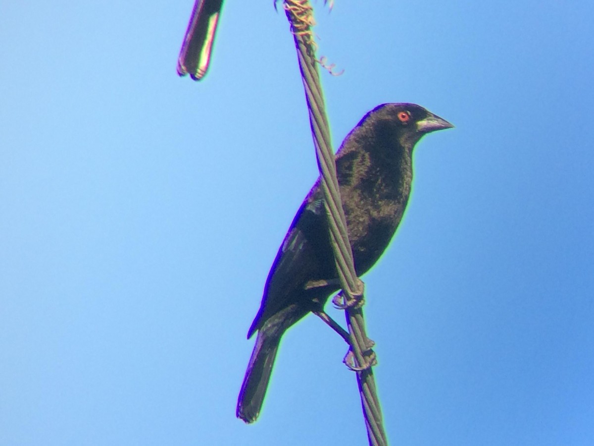 Bronzed Cowbird - ML609871865