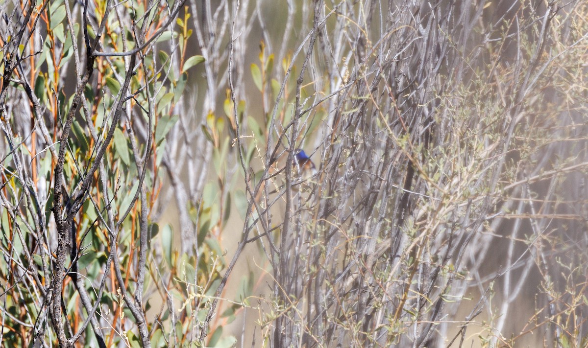 Purple-backed Fairywren - ML609871915