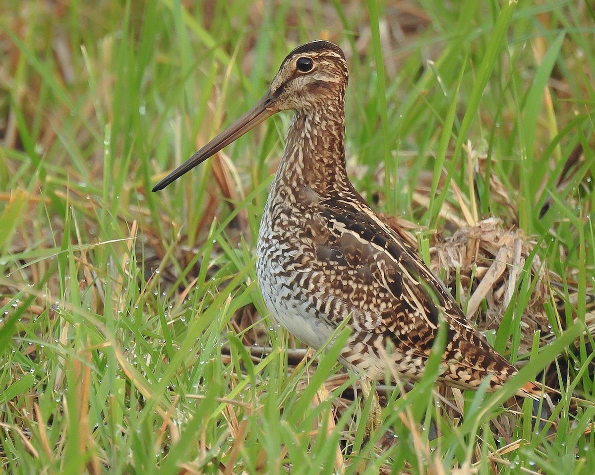 Pantanal Snipe - ML609871934