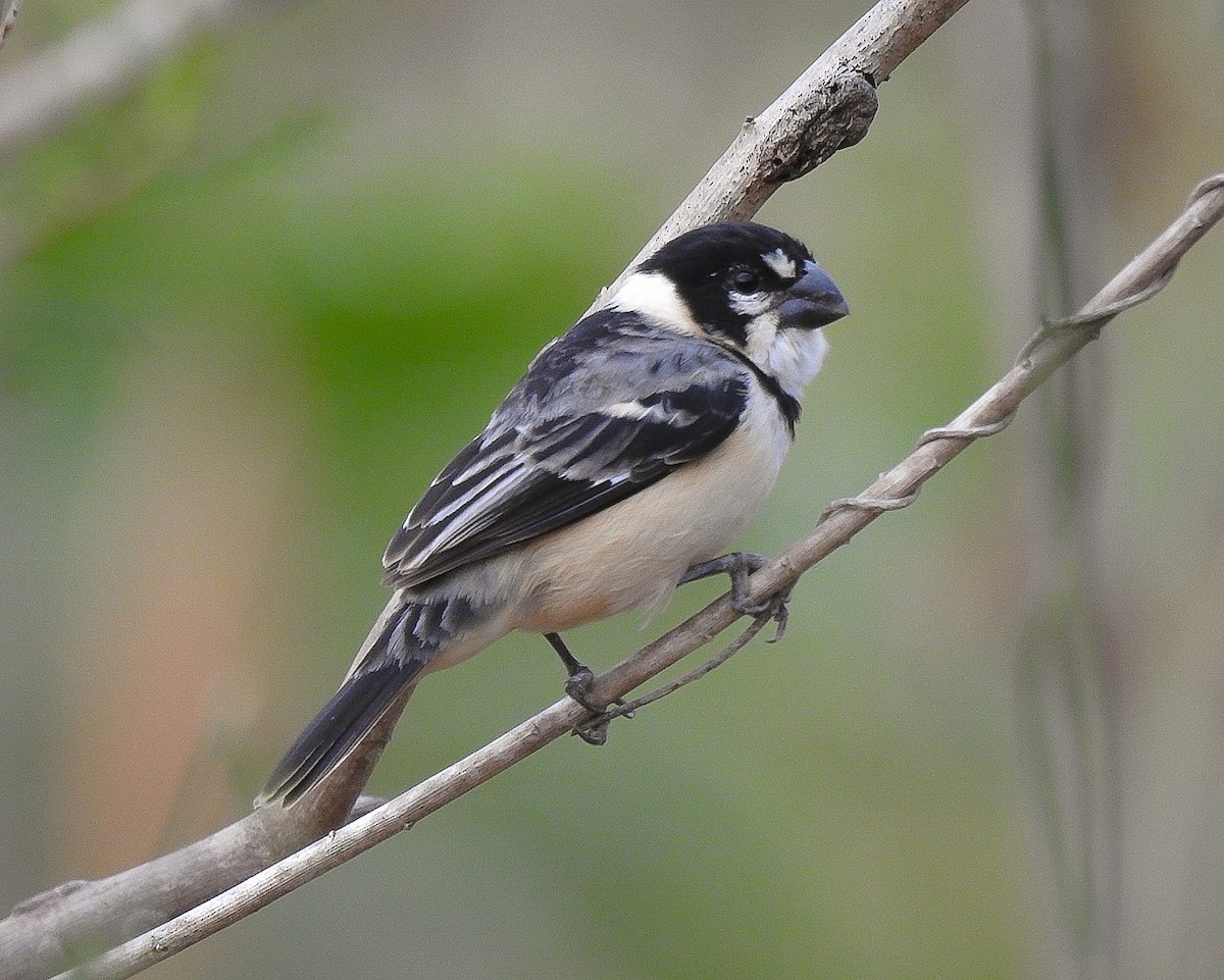 Rusty-collared Seedeater - Àlex Giménez