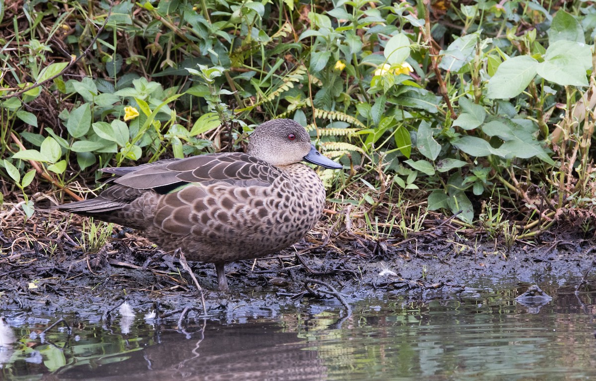 Gray Teal - Chris Barnes