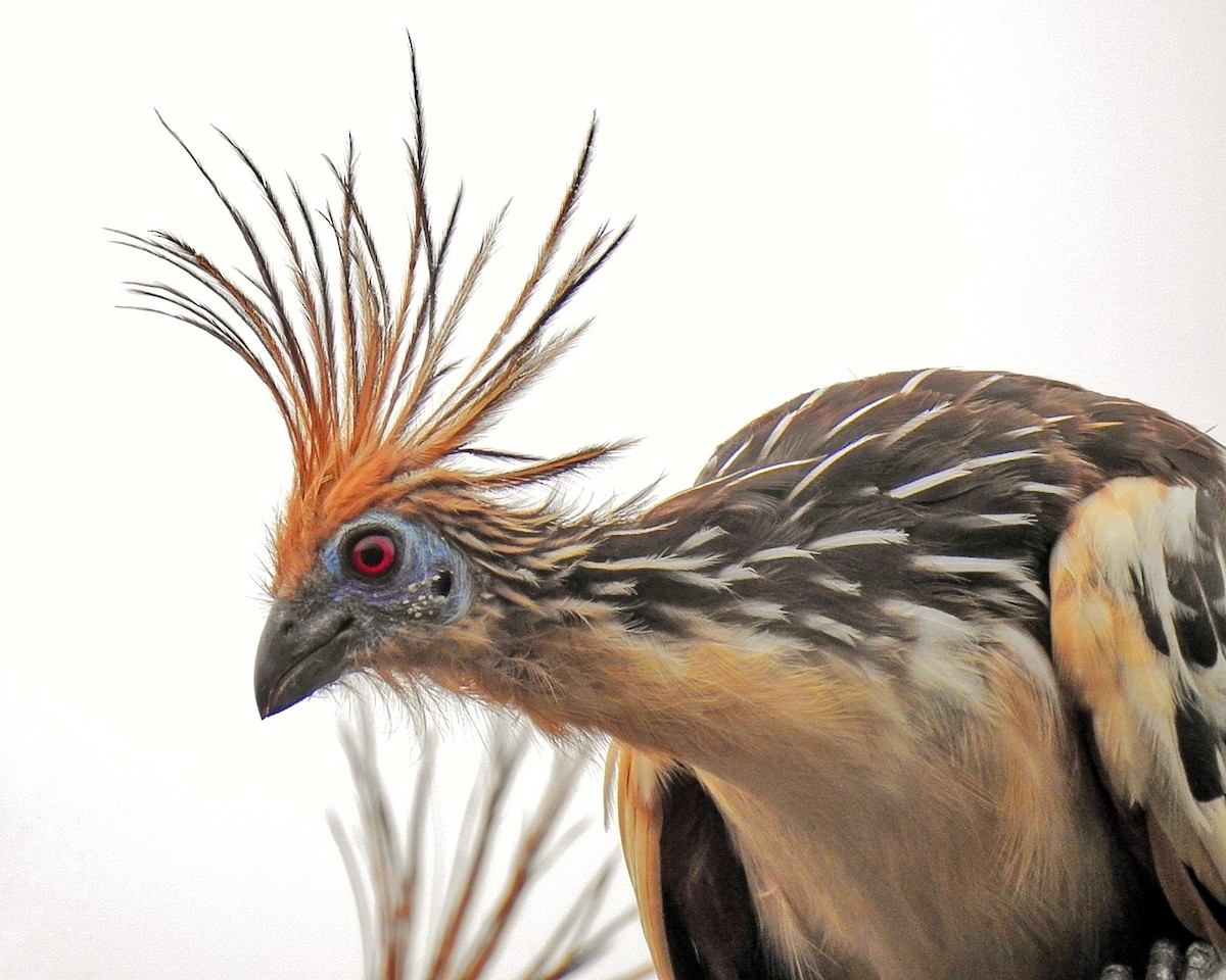 Hoatzin - Àlex Giménez