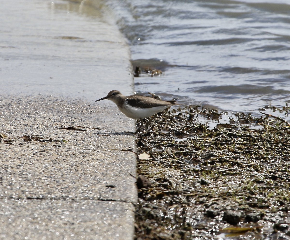 Common Sandpiper - ML609872147