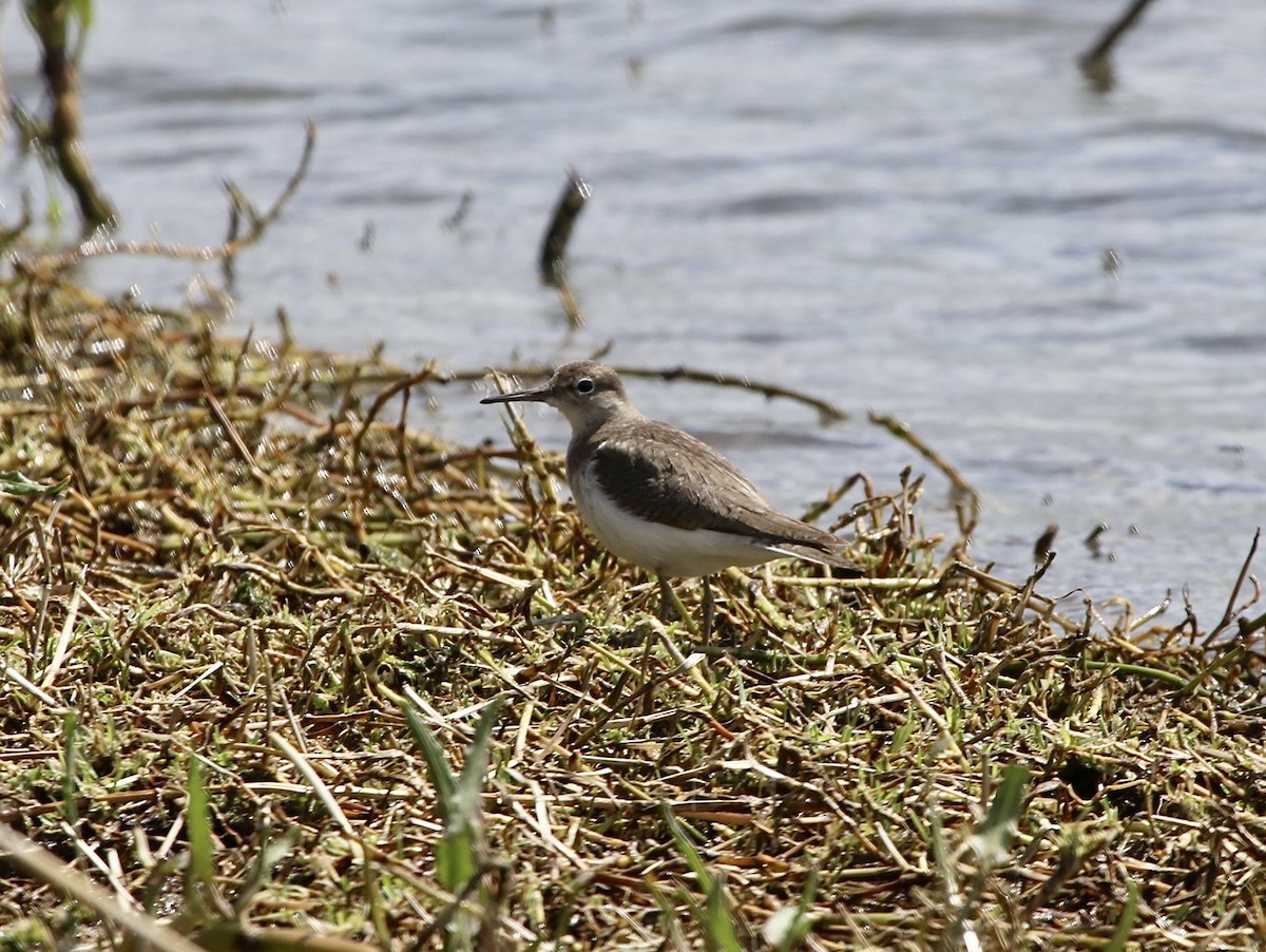 Common Sandpiper - ML609872182
