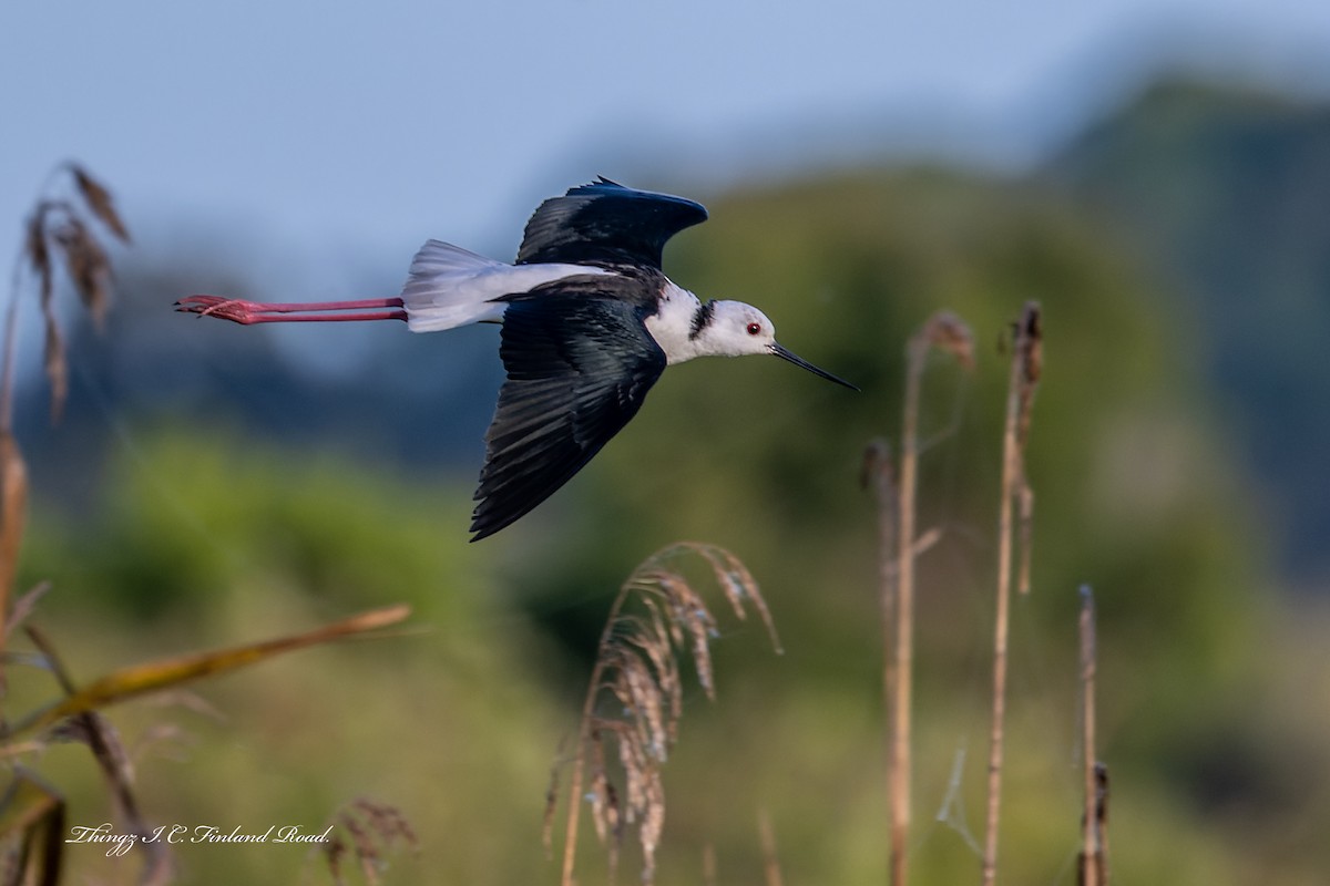 Pied Stilt - ML609872225