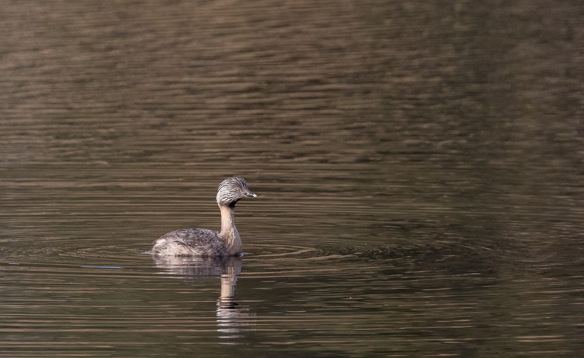 Hoary-headed Grebe - ML609872285