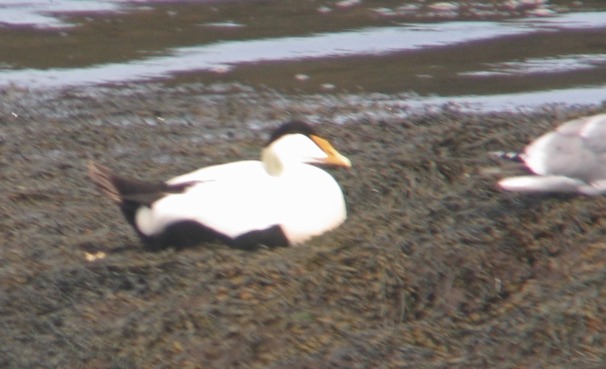 Common Eider (Northern) - ML60987231