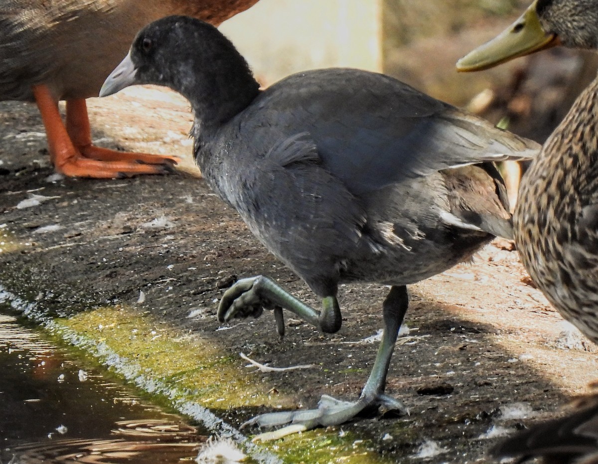 American Coot - ML609872510