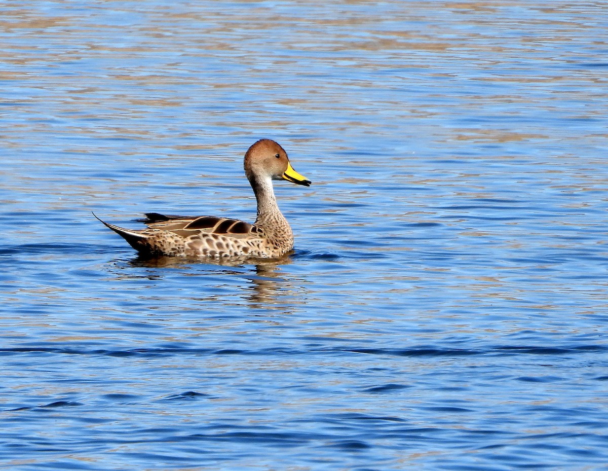 Yellow-billed Pintail - Julián Tocce