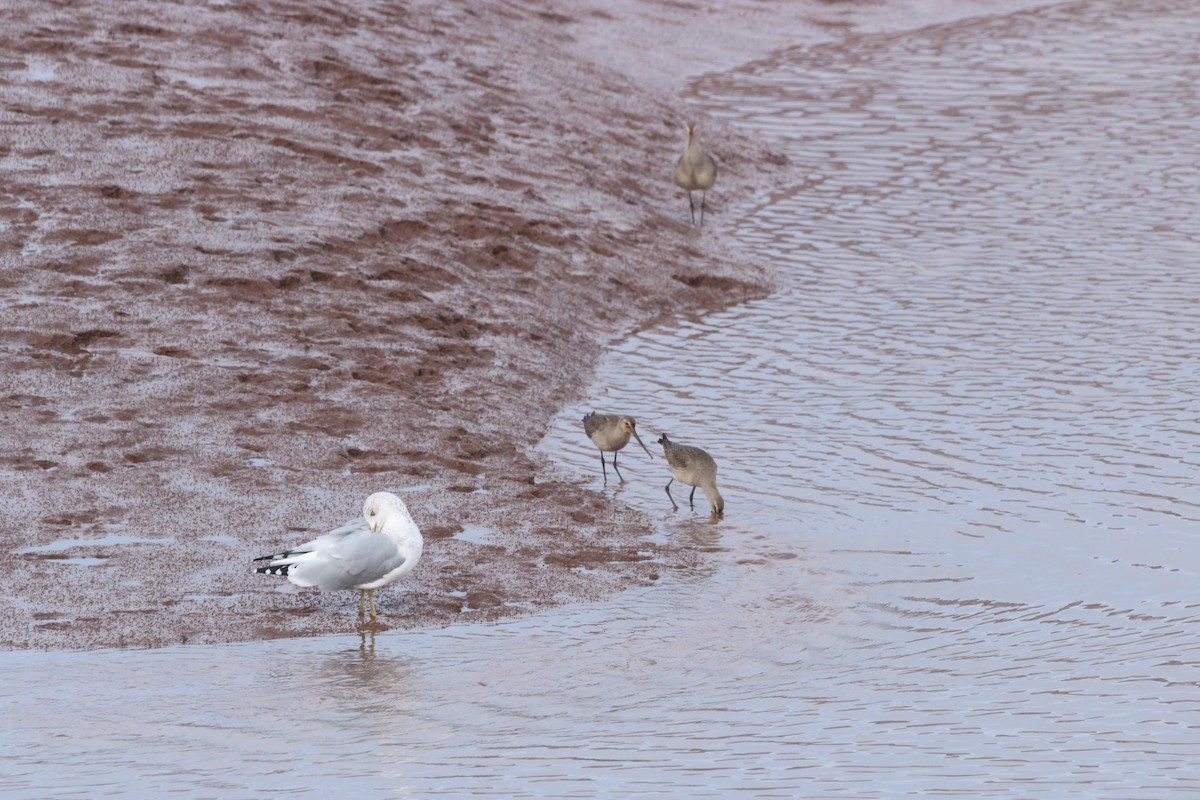 Hudsonian Godwit - ML609872537