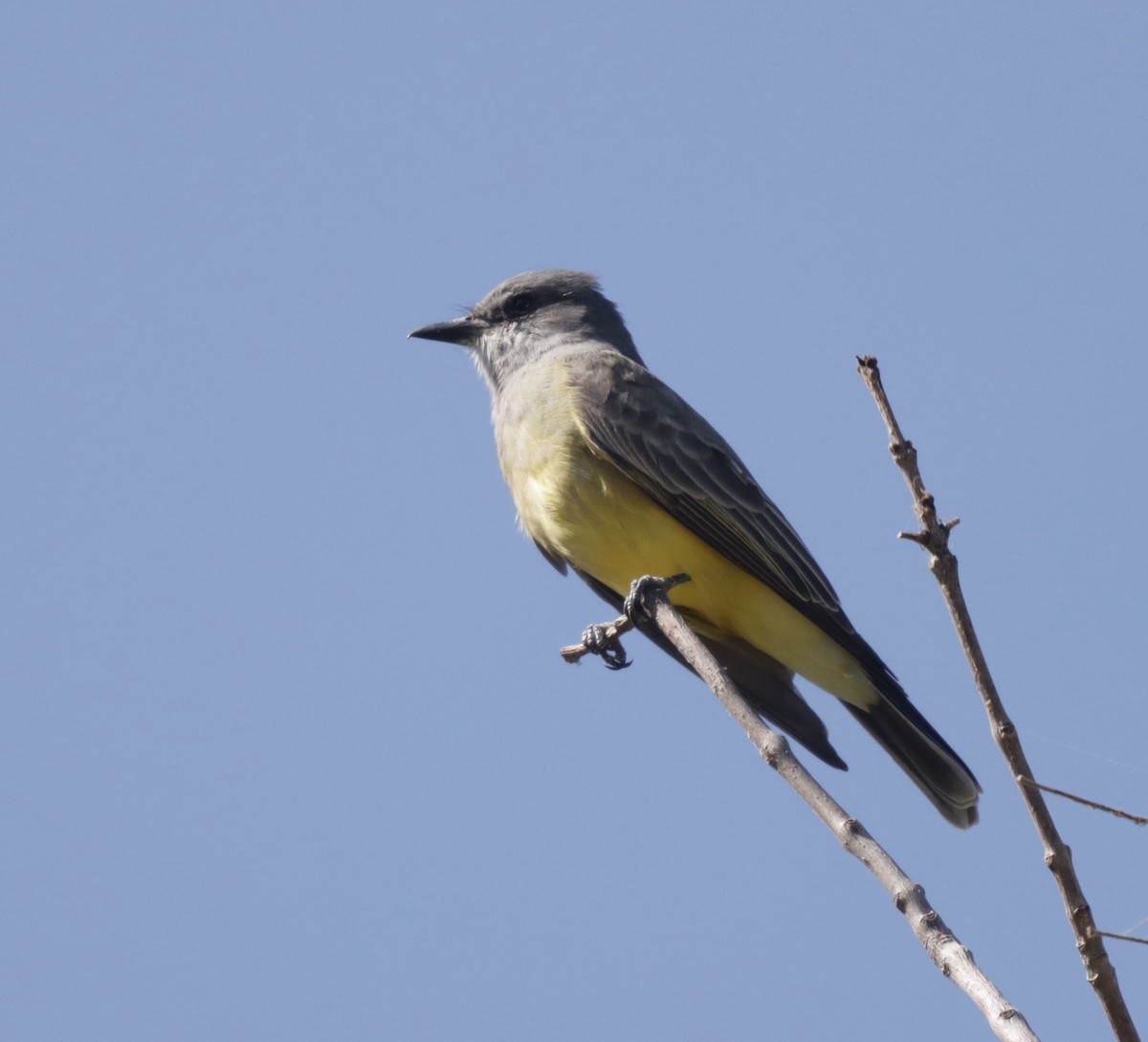 Cassin's Kingbird - James Lukenda