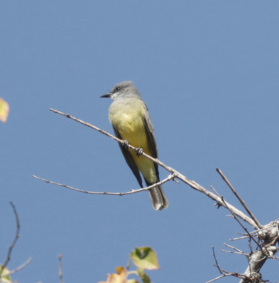 Cassin's Kingbird - James Lukenda