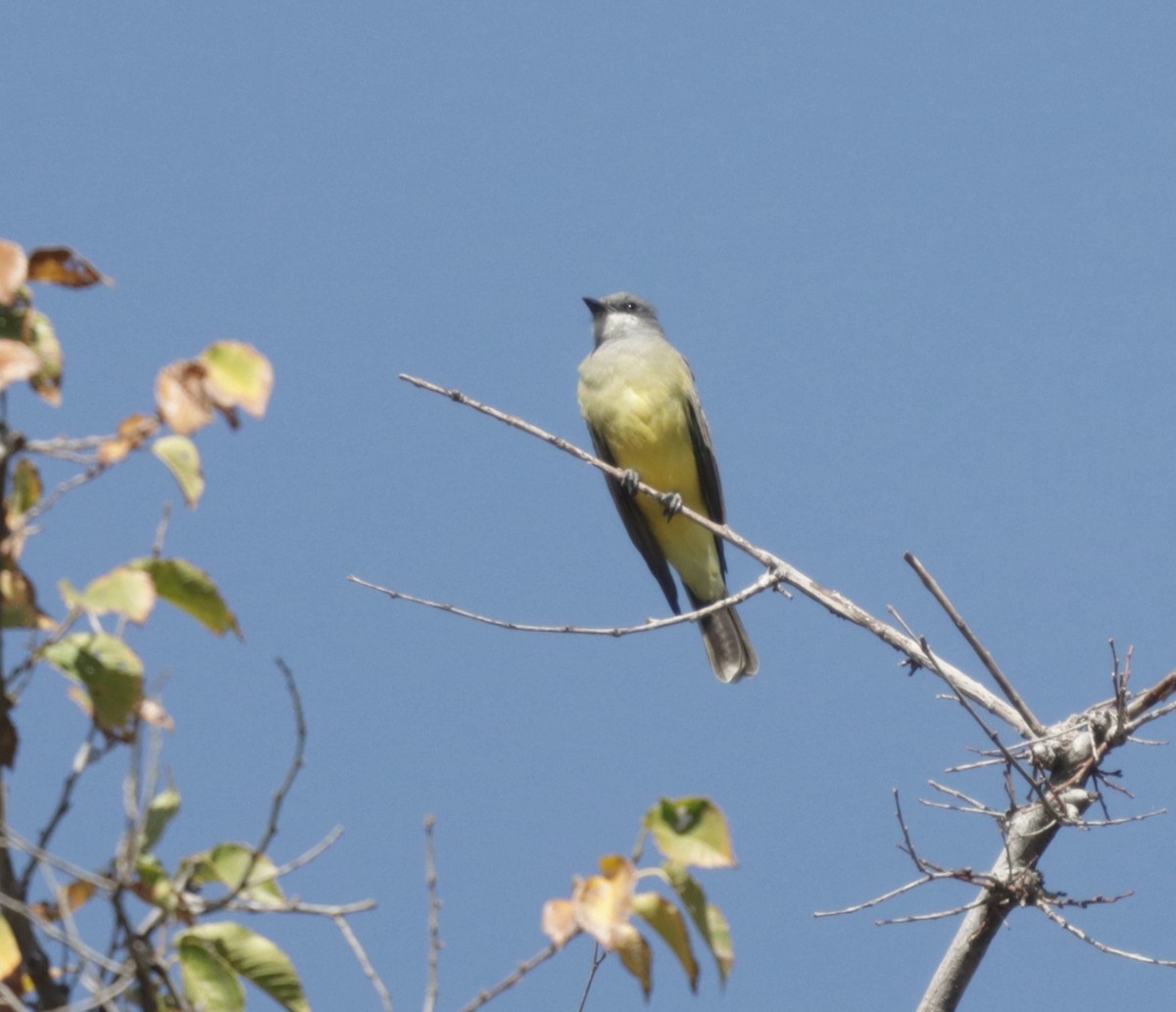 Cassin's Kingbird - James Lukenda