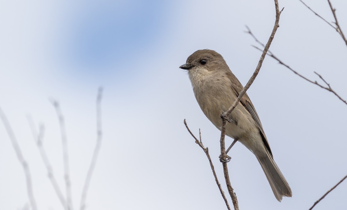 Golden Whistler - ML609872575