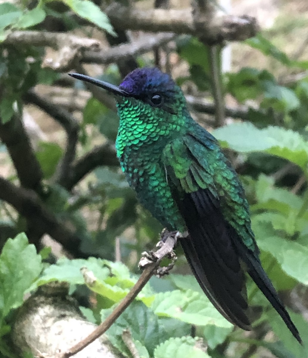 kolibřík fialovotemenný - ML609872701