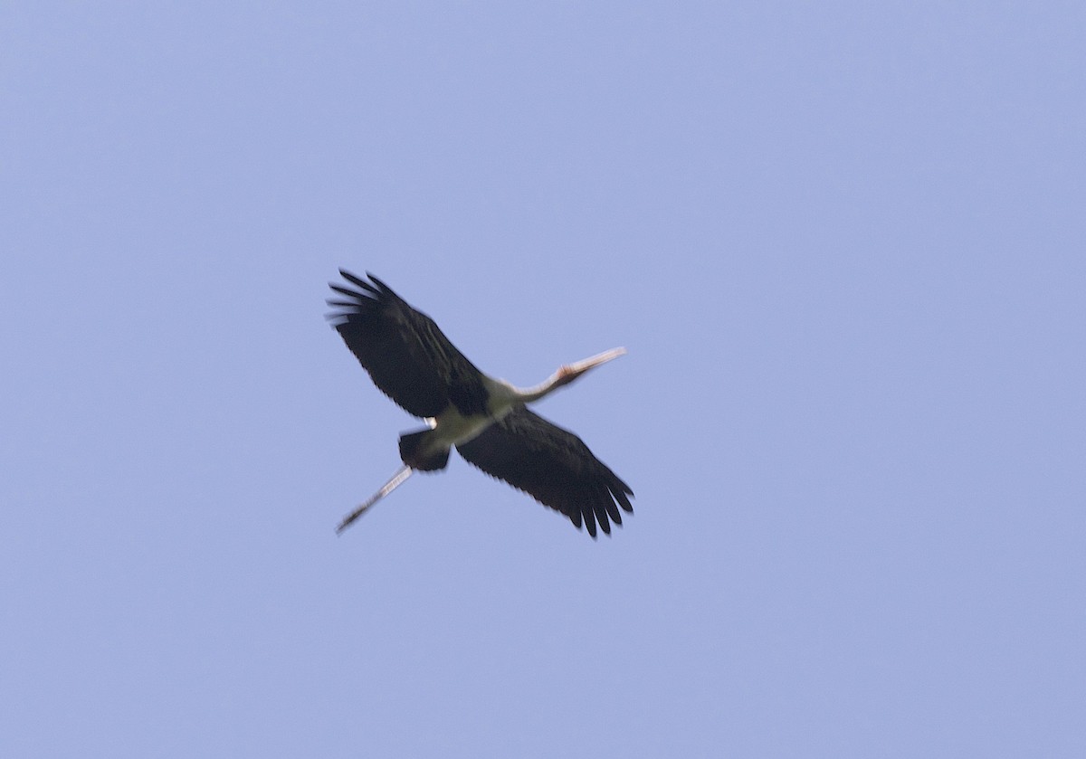 Painted Stork - ML609872784