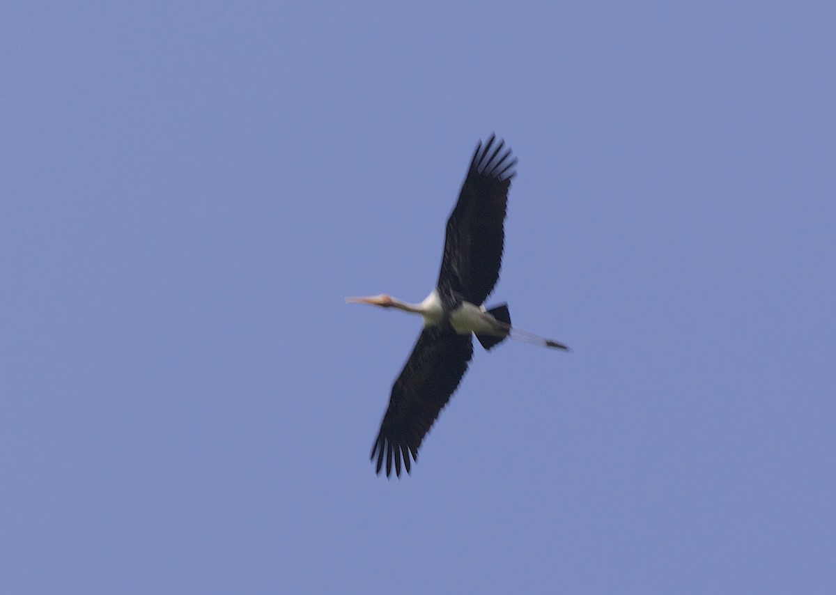 Painted Stork - ML609872785